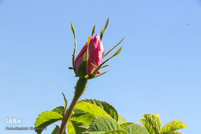برداشت گل سرخ در خراسان جنوبی