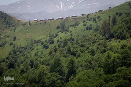 جنگل ، هدیه خدا (به بهانه ۸ مردادماه روز ملی جنگل)