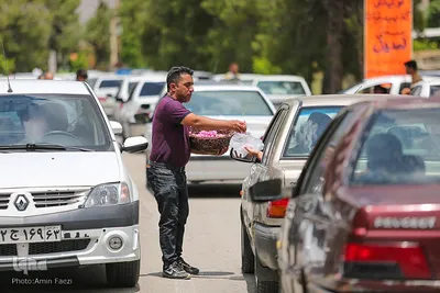 جشنواره گل محمدی در میمند فارس‎‎