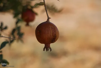پاییز خراسان جنوبی