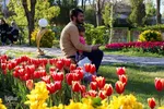 جشنواره گل‌های لاله در اراک