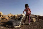 جلوه ای زیبا از زندگی عشایری و روستایی منطقه ارسباران و شهرستان اهر