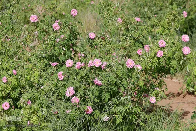برداشت گل محمدی از مزارع هیدج