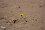 حضور دانش‌آموزان استان مرکزی در مناطق عملیاتی جنوب کشور