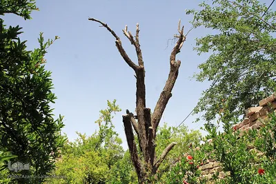 سرمازدگی بخشی از درختان میوه در باغ شهر شاهدیه یزد
