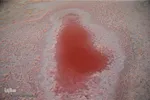 دریاچه نمک حوض سلطان به رنگ سرخ

