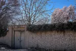 رویش شکوفه‌های زمستانی در شیراز