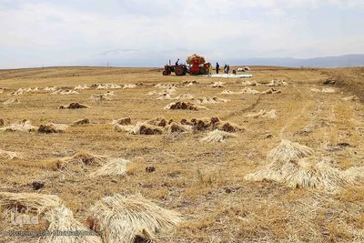 فصل برداشت گندم بزرگترین نعمت الهی از مزارع منطقه ارسباران