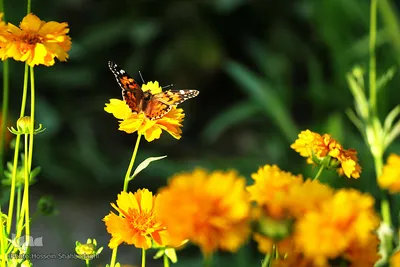 پروانه‌ها، میهمانان زیبای ناخوانده