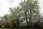 شکوفه های پیرترین درختان اهر