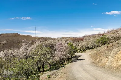 سامان شهر شکوفه‎های بهاری