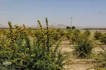 در انتظار دانه‌های طلایی زرشک