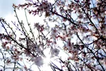 صدای پای بهار در تفرجگاه ائل‌گلی تبریز