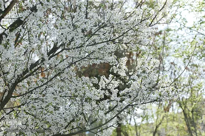 نرم نرمک می‌رسد اینک بهار