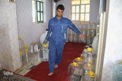 برداشت گل محمدی از مزارع موقوفه آستان مقدس حضرت معصومه(س)
