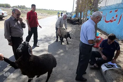 عید قربان در آسایشگاه سالمندان و معلولین  قدس