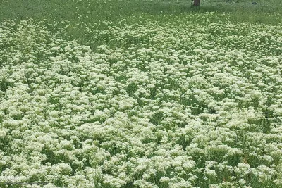 طبیعت بهاری رودخانه اهرچای در شهرستان اهر