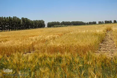 دستهای برکت در فصل درو

