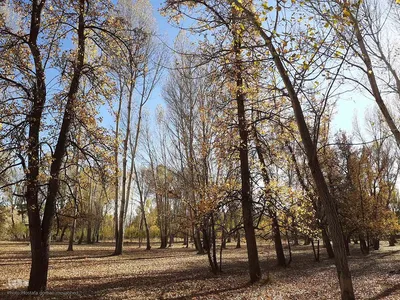 رنگ آمیزی طبیعت در مناطق روستایی شهرستان اهری