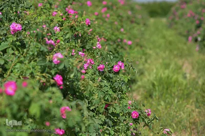 برداشت گل محمدی از مزارع موقوفه آستان مقدس حضرت معصومه(س)
