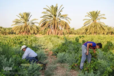برداشت انگور در روستای غزاویه بزرگ