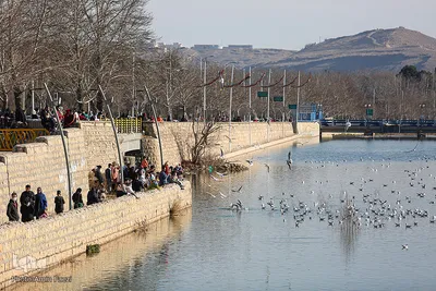 پرندگان مهاجر میزبان رودخانه خشک - شیراز