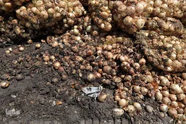 مرگ تدریجی پیازهای رها شده هرمز در روستای چراغ آباد بخش هشتبندی از توابع شهرستان«میناب» استان هرمزگان