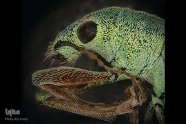 حشرات از نمای نزدیک