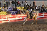 جشنواره زیبایی اسب اصیل ایرانی در استان فارس