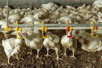 استواری تولید در خطه شمال؛ تداوم خدمت و پایداری در مازندران