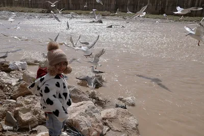مرغان کاکایی‌؛ مهمانان زمستانی شیراز