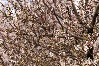 سامان شهر شکوفه‎های بهاری