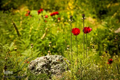 دشت شقایق‌های «رینه»