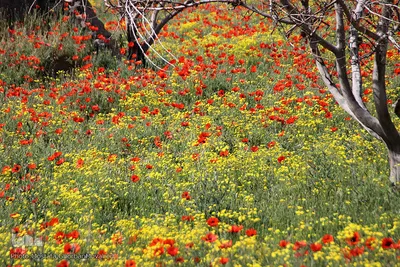 دشت شقایق های وحشی منطقه ارسباران
