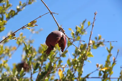 پاییز، فصل زرشک و عناب خراسان جنوبی