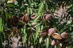 برداشت پسته و بادام از باغات شهرستان مرند‎‎