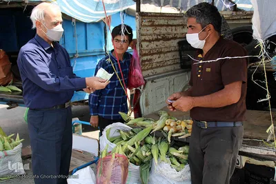 برداشت شیر بلال(ذرت) محصول بومی شهر اهر