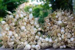 نبض زندگی در دل ناژوان