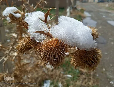 زمستان در بهار شهرستان اهر