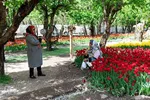 جشنواره لاله‎های آسارا‎