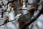 طبیعت بهاری شهرستان محلات
