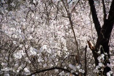 شکوفه‌های بهاری