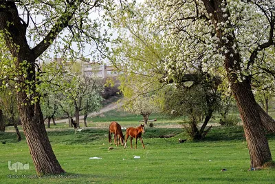 شکوفه های پیرترین درختان اهر