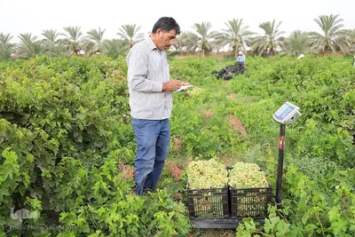 برداشت انگور از تاکستان غزاویه