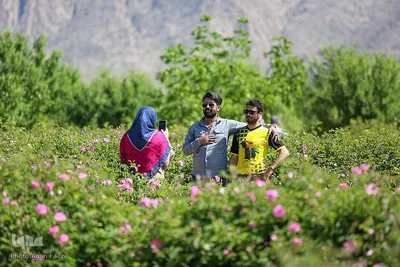 جشنواره گل محمدی در میمند فارس‎‎