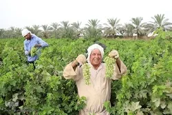 ایران؛ انگور کی برداشت