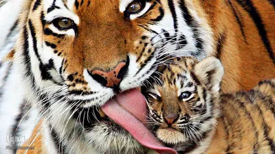 ببر گونه‌ای در خطر انقراض