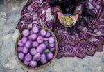 برداشت گیاه دارویی خارپنیری در استهبان فارس