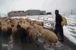 بارش برف پاییزی در ارتفاعات و مناطق روستایی اهر