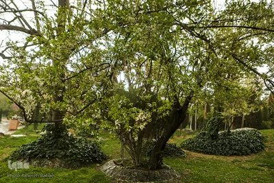 شکوفه های بهاری